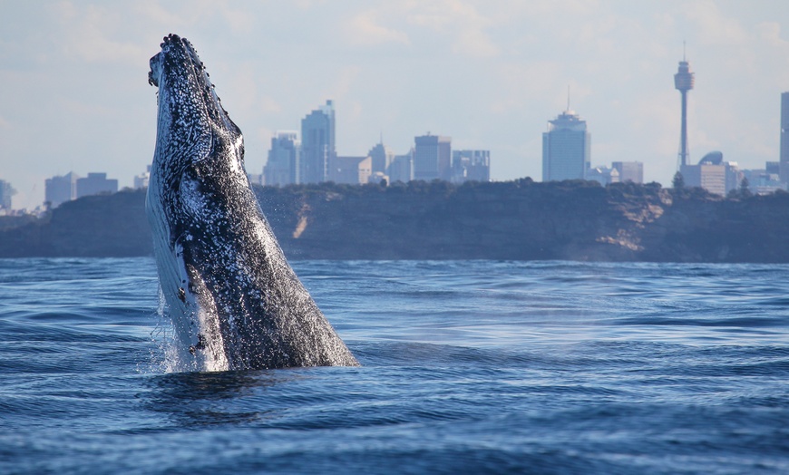 Image 1: Join Whale Watching Sydney for a 2-Hour Express Whale Watching Cruise