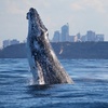 Image 1: Join Whale Watching Sydney for a 2-Hour Express Whale Watching Cruise