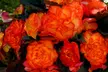 Begonia Nonstop Fire or Mocca Mix - 30 or 60 Plants - Second Medium