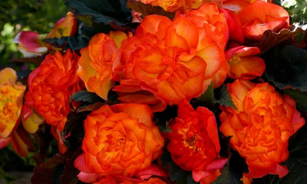 Begonia Nonstop Fire or Mocca Mix - 30 or 60 Plants