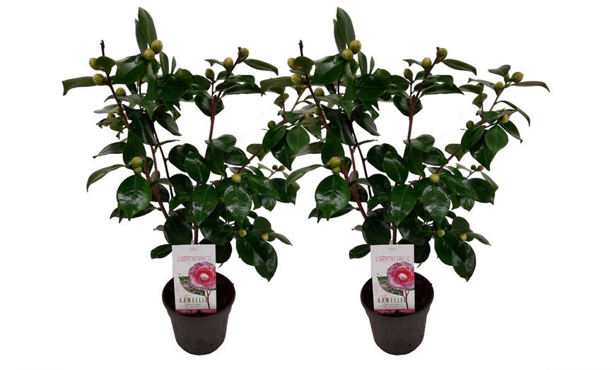 Image 4: 1x oder 2x Japanische Kamelie