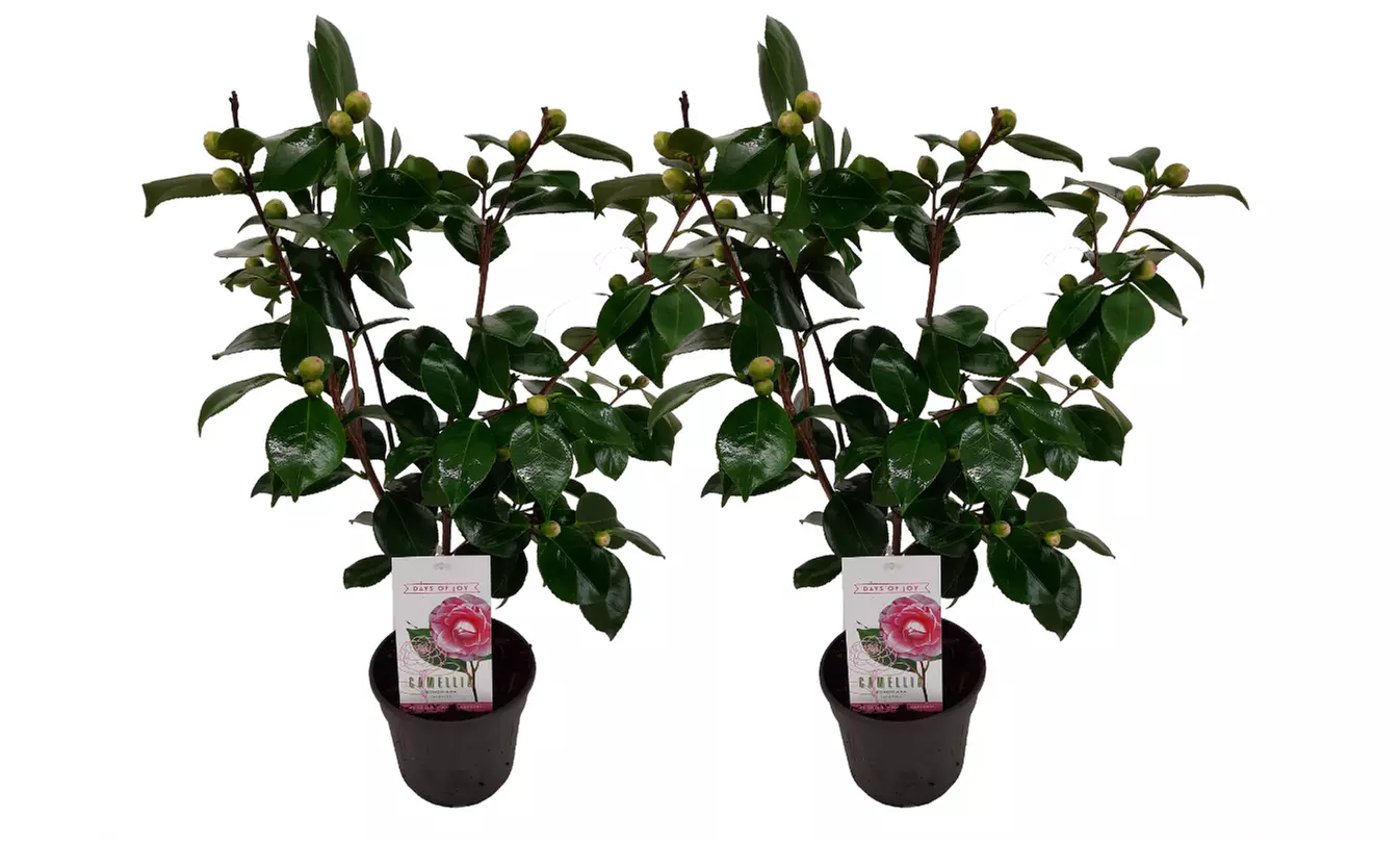 1x oder 2x Japanische Kamelie mit dekorativen Blüten - Second Medium