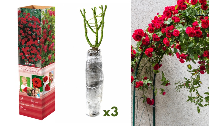 Image 3: Plants de roses grimpantes 