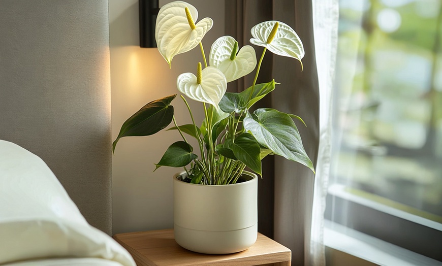 Image 11: Planta de anturio en maceta de 12, 14 o 17 cm de Rootz