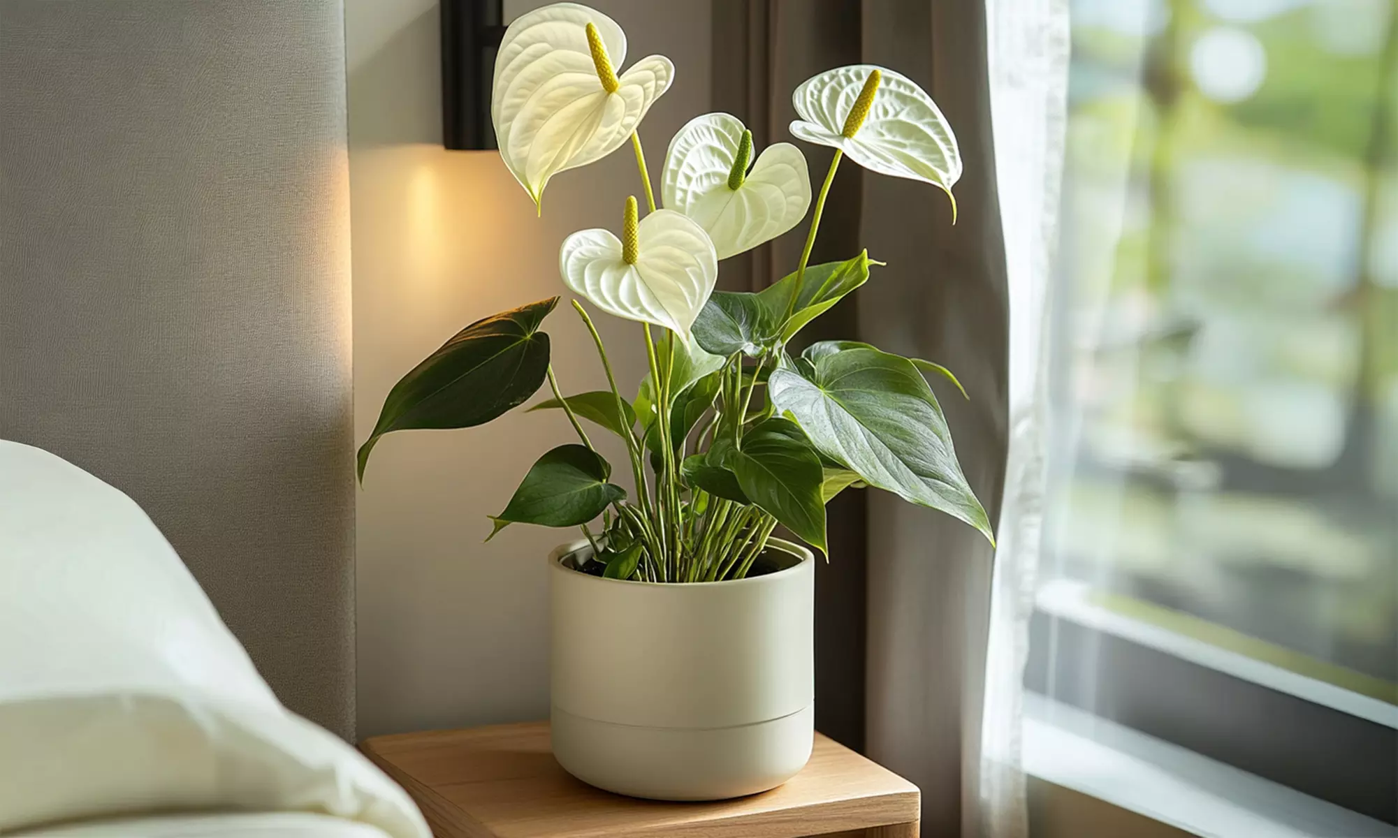 Planta de anturio en maceta de 12, 14 o 17 cm de Rootz