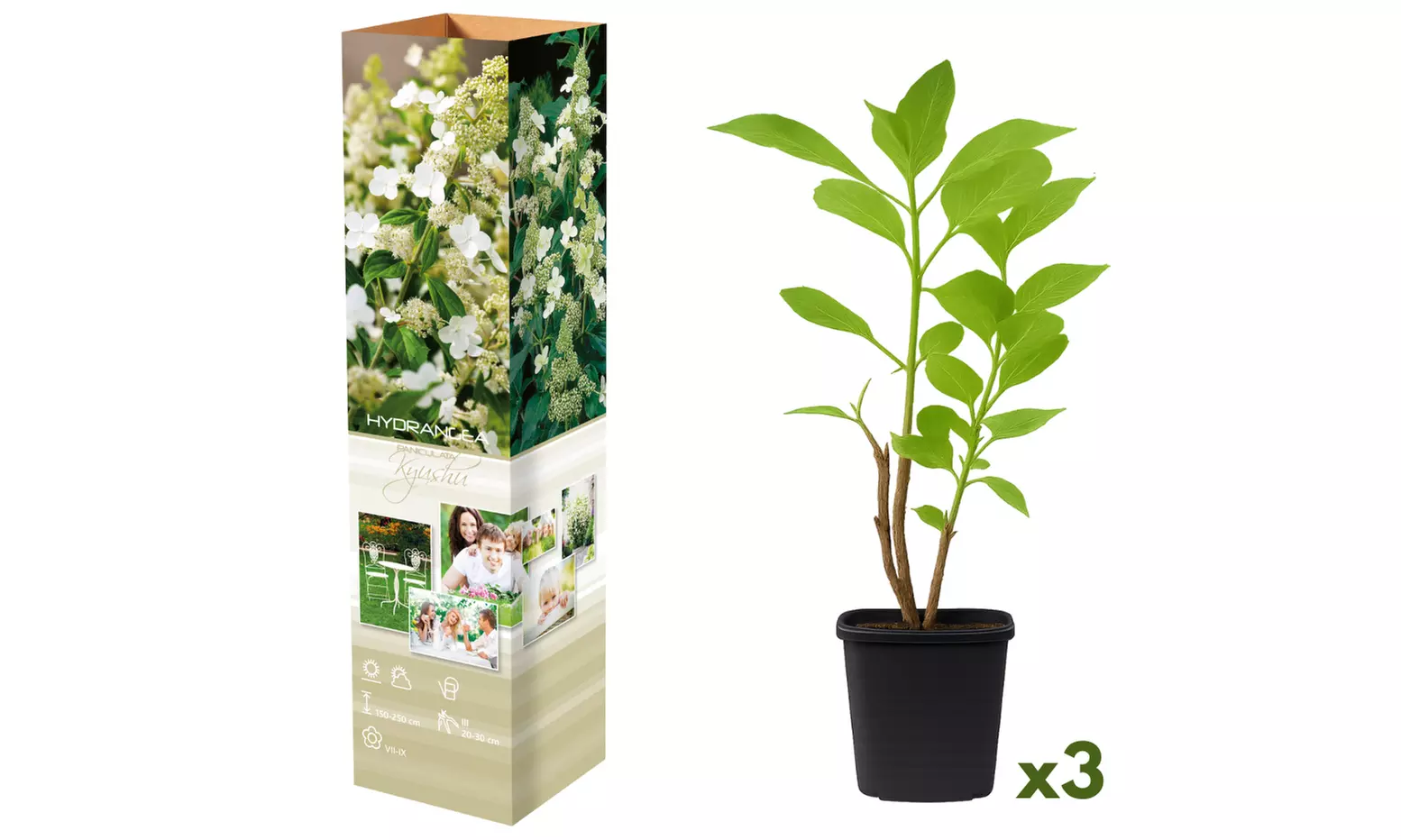 Set van 3 of 6 hortensia's