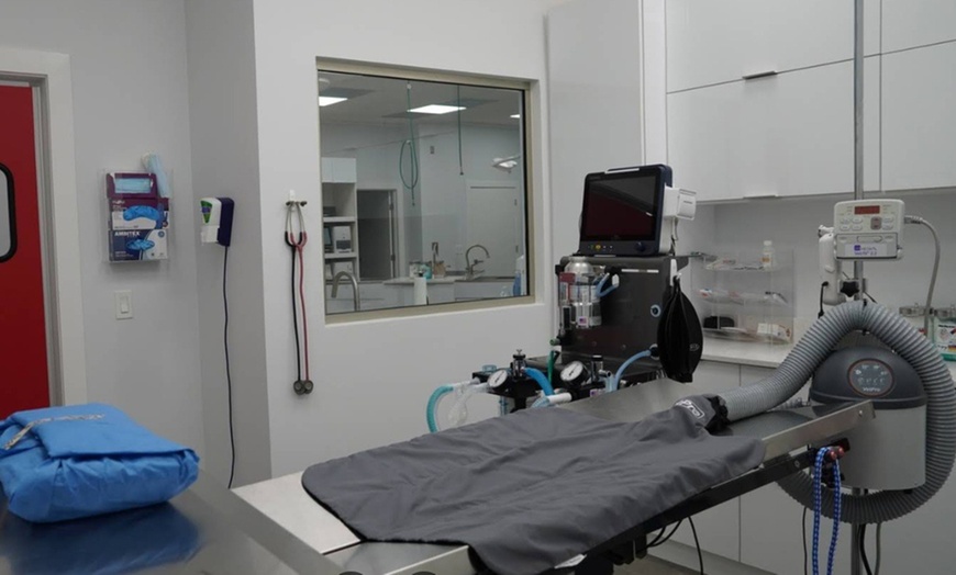 Image 2: Up to 59% Off on Vet at Your Veterinary Hospital