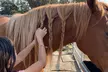 Discover One-on-One Horseback Riding Sessions or 1.5-Hour Introduction to Horses & Riding (Up To 36% Off) - Second Medium