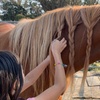 Image 2: Up to 28%Off on Horse Back Riding At Healthy Mind & Horse Time
