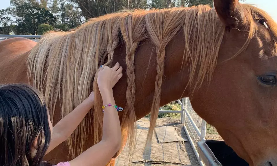 Discover Private Horseback Riding Session or Intro to Horses & Riding