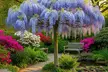 Blue Chinese Wisteria Trees - Cascading Fragrant Blooms in Quart, 1 or 3 Gallon Sizes, Outdoor Plants Free Shipping (Up to 15% Off) - Second Medium
