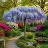 Image 3: Blue Chinese Wisteria Trees in Quart, 1 Gallon, and 3 Gallon Sizes with Free Shipping (Up to 15% Off)