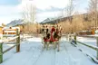 Magically Breathtaking Winter Sleigh Adventure in the Canadian Rockies w/ Majestic Buffalo Sightings & Hot Chocolate - Second Medium
