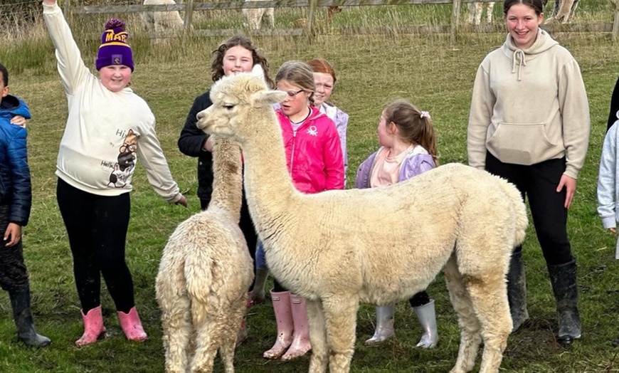 Image 5: Discover a Private Alpaca Farm Experience for a Family of 4, 5, or 6