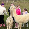 Image 5: Discover a Private Alpaca Farm Experience for a Family of 4, 5, or 6