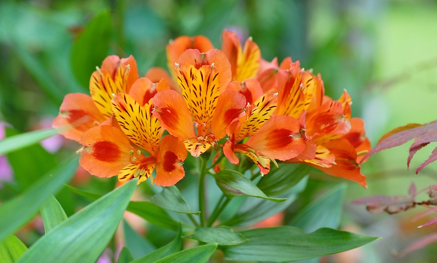 Image 8: Summer Flowering Alstroemeria Collections