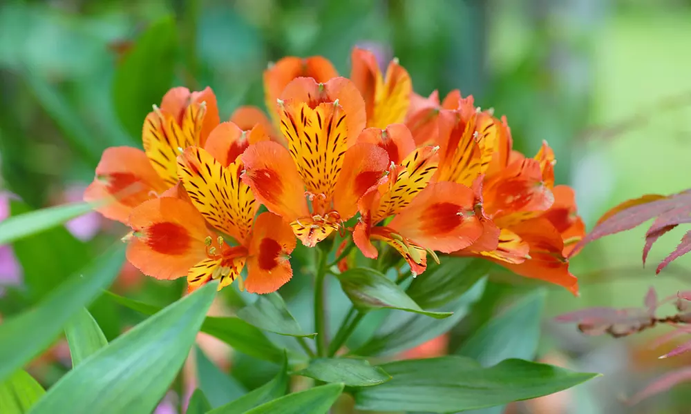 Summer Flowering Alstroemeria Collections