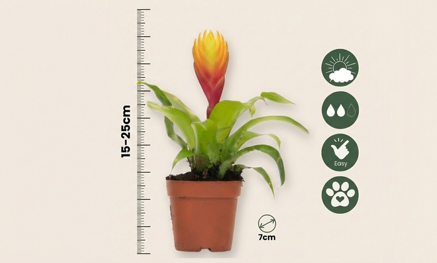 Image 6: Plante d’intérieur exotique Vriesea 'Dorado' en pot plastique