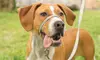 PetSafe Gentle Leader Head Collar and Leash