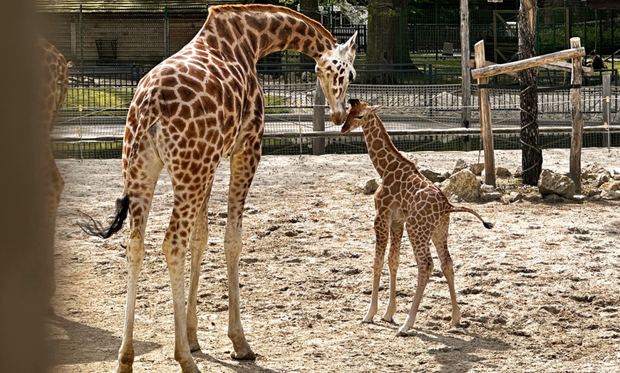 Image 6: Eintrittskarte für den Bellewaerde Park für 1 Person