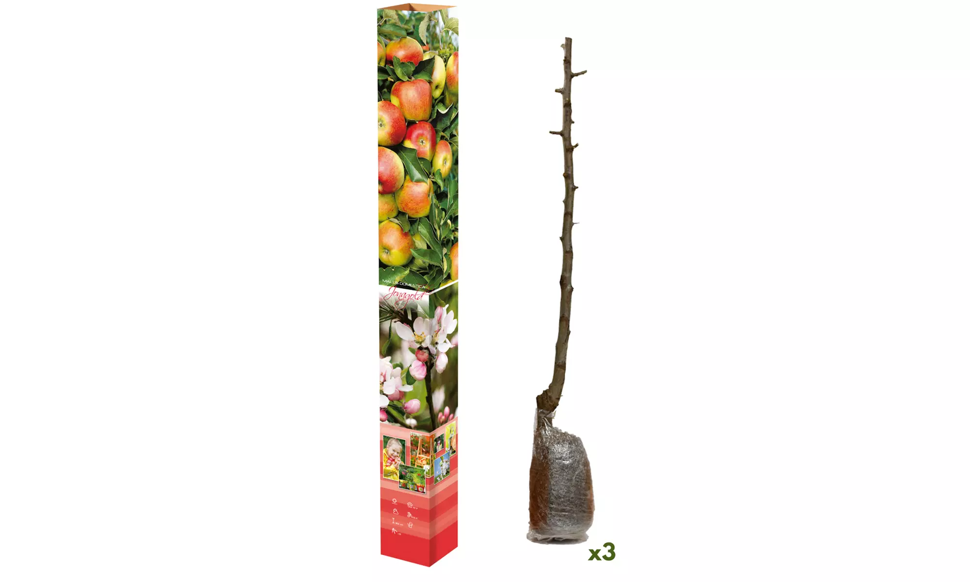 Set van 3 fruitbomen