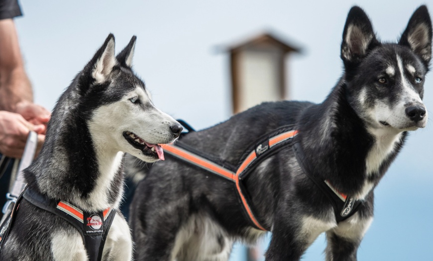 Image 1: Husky-Wanderung für Familien: 1–2 Erwachsene & 1–3 Kinder