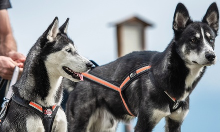 1 Erwachsener und 1 Kind: Husky-Wanderung - Freude am Futter