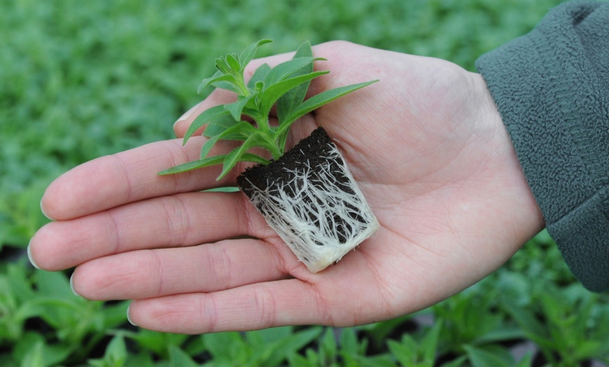 Image 2: Three or Nine Salvia Microphylla Plants Collection