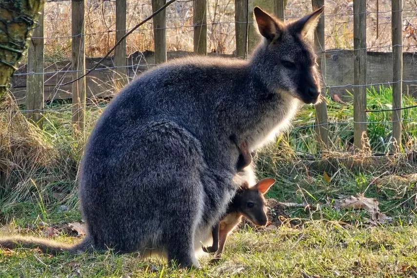 Bilety do Parku Przygody Turiuswinkel i Tajemniczego Świata Turisede