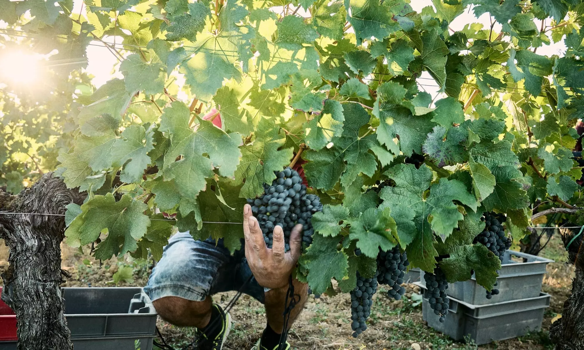 Domaine Baudon : visite guidée et dégustation de 5 cuvées avec planche