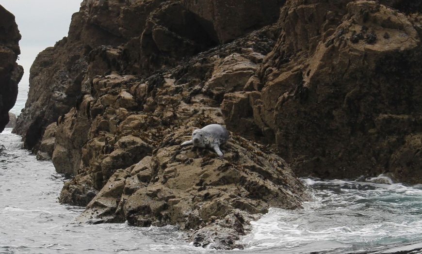 Image 9: Seal-Dolphin Spotting & Godrevy Lighthouse Trip-Upto 4 Adults & 2 Kids