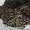 Image 9: Seal-Dolphin Spotting & Godrevy Lighthouse Trip-Upto 4 Adults & 2 Kids