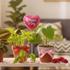 Image 1: Live Plants Bundle Deal: Pet-Friendly & Low-Light Plant Bundles with Free Shipping (Up to 15%Off)