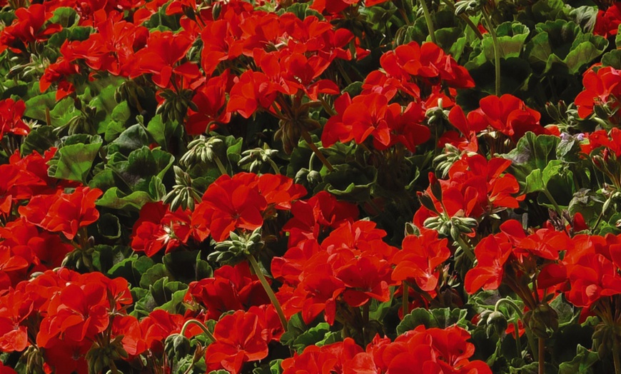 Image 4: Geranium 'Best Red' F1 Hybrid