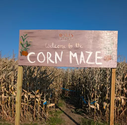 Get Lost in Fun: Davis Family Farm Fall Corn Maze Adventure