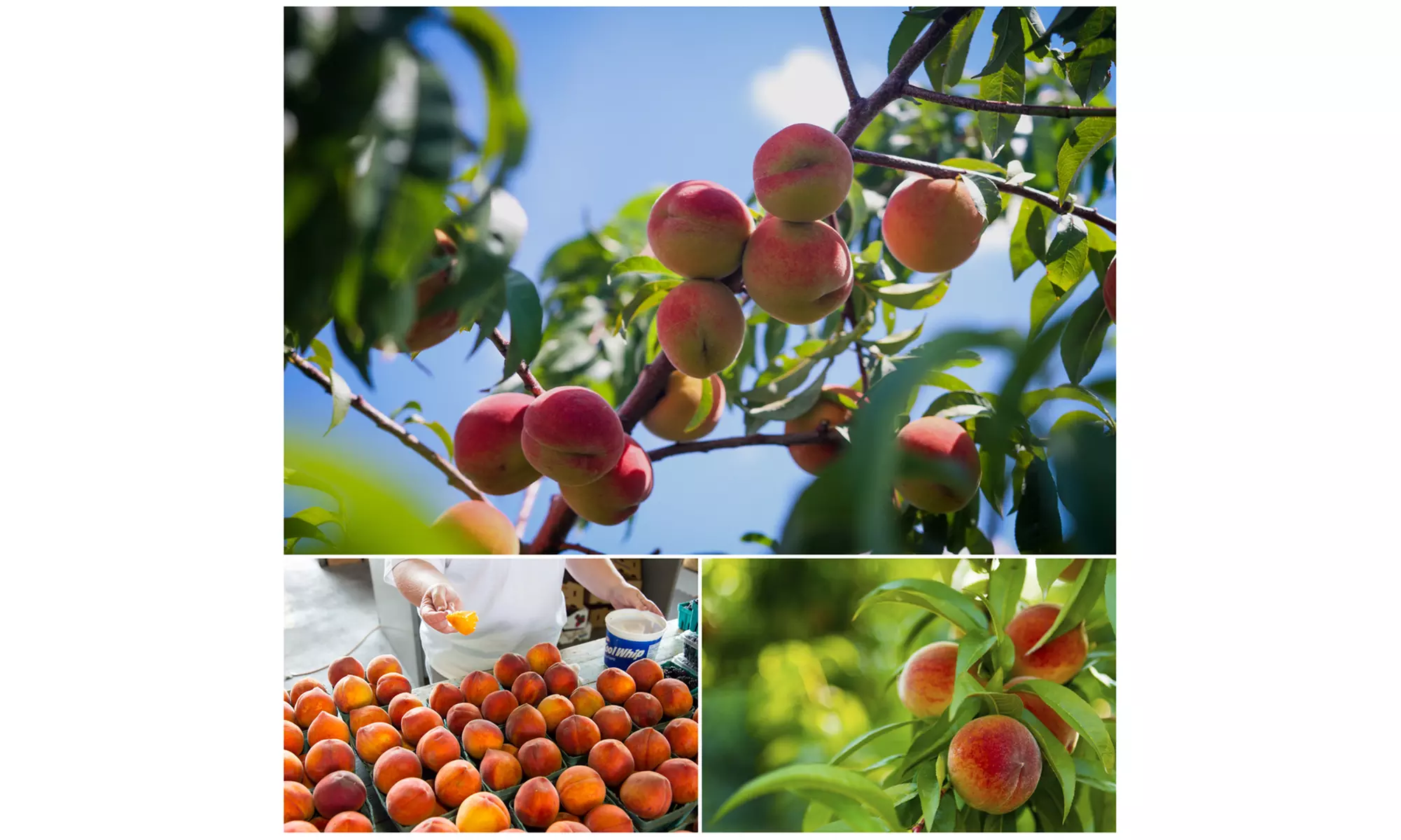 Set van 3 fruitbomen