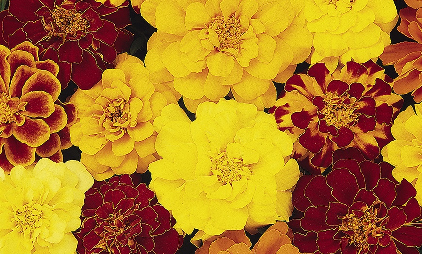 Image 2: French Marigold 'Bonanza' Mix