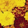 Image 2: French Marigold 'Bonanza' Mix
