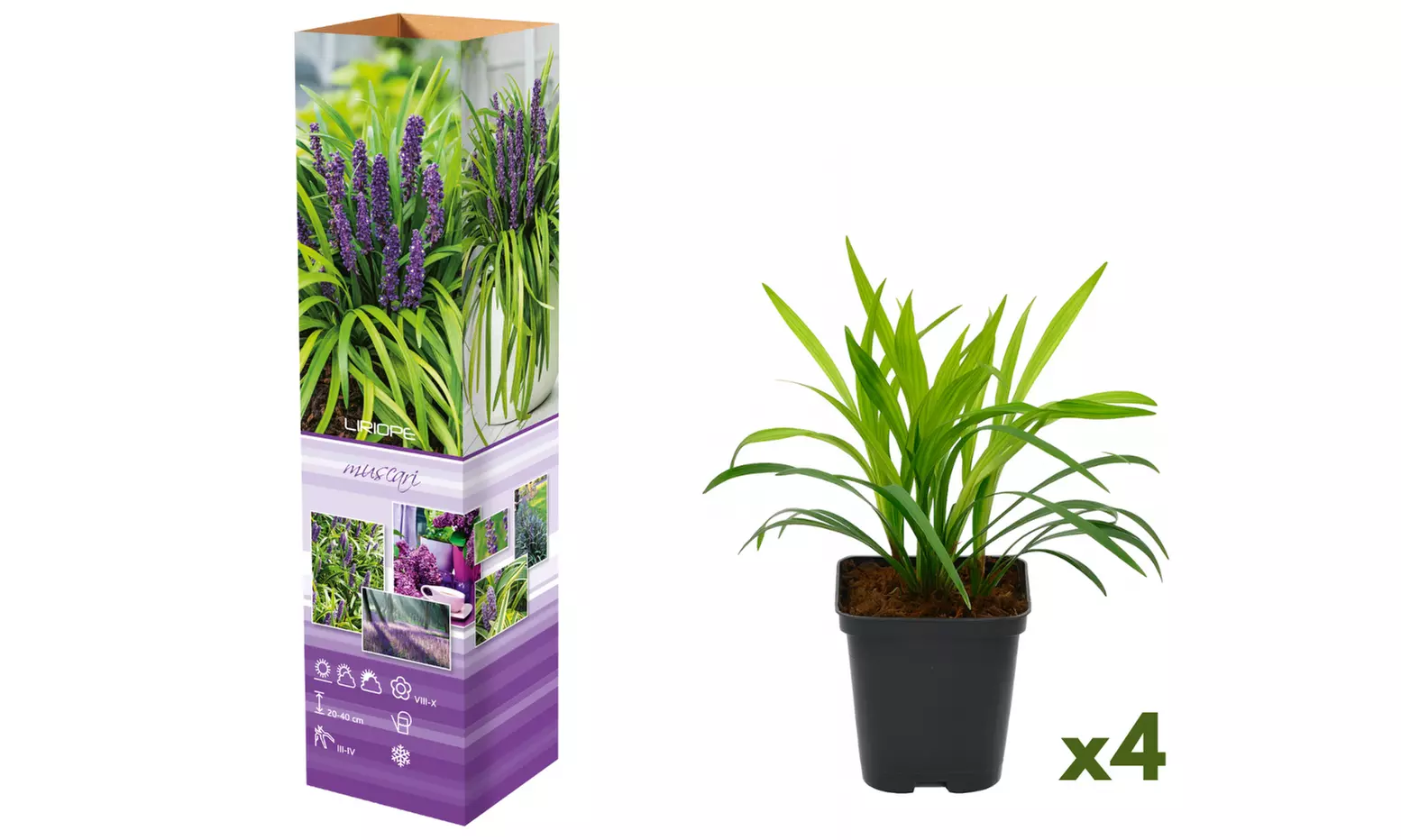 4 of 8 Leliegras gras planten