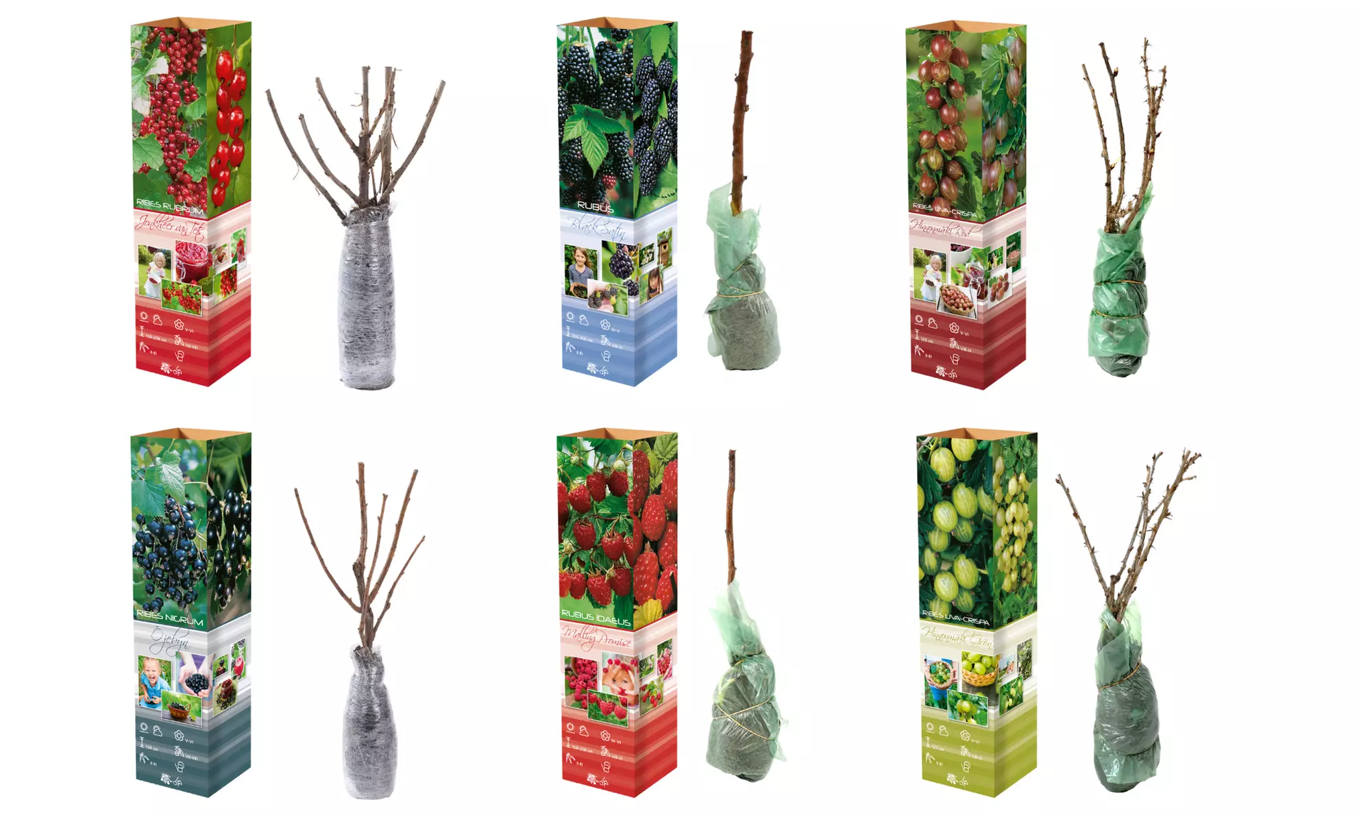 Mix van 4 of 8 diverse bessenstruiken