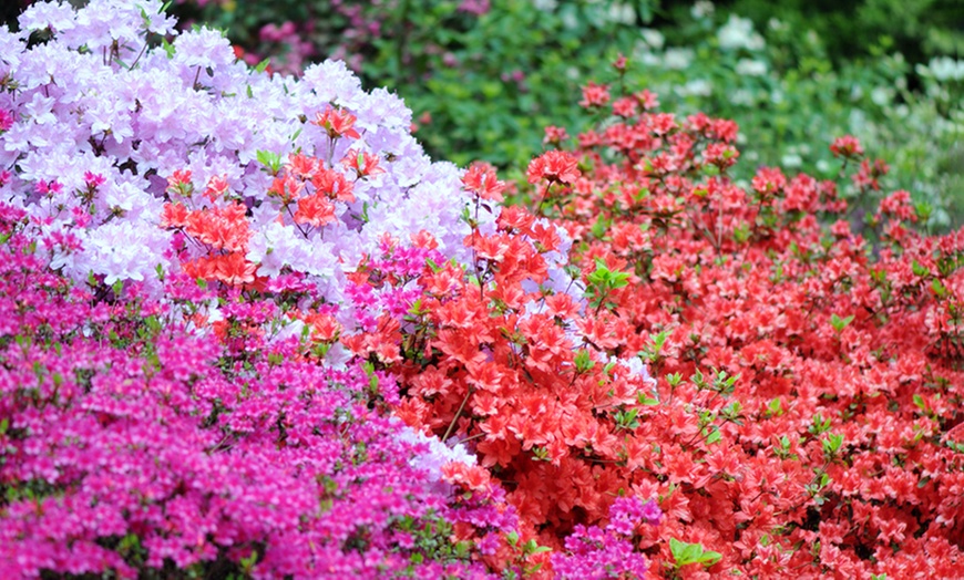 Image 1: Up to Four Hardy Dwarf Azaleas Collection Plants