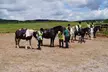 Horse Riding Adventure: 1 or 2-Hour Trekking Lessons for Individuals or Groups – Ideal for All Levels (38% Off) - Second Medium