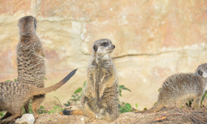 Image 25: Vivre les missions d’un soigneur au Touroparc Zoo