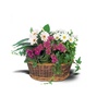 Image 13: Same Day Live Plants & Dish Gardens from Blooms Today with Delivery 60% Off