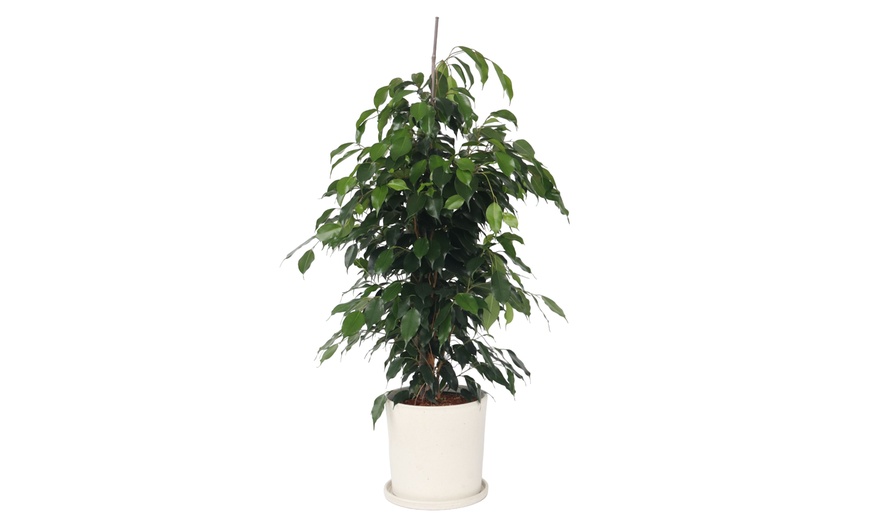 Image 5: Plant de ficus
