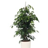 Image 5: Plant de ficus