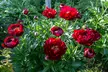 Mixed Fragrant Garden Peony Plants - Second Medium