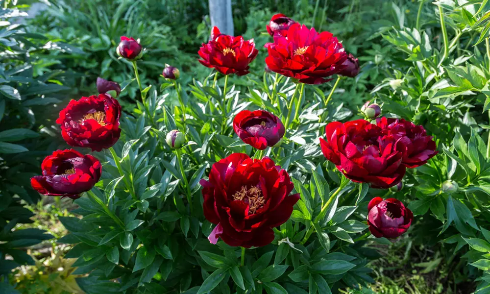 Mixed Fragrant Garden Peony Plants