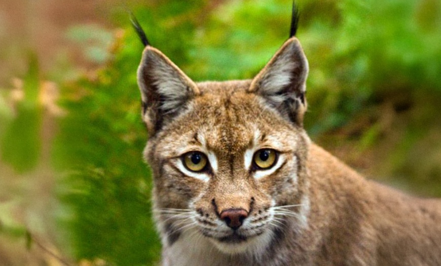 Image 6: ARK Wildlife Park Entrance Tickets – Fun for All Ages