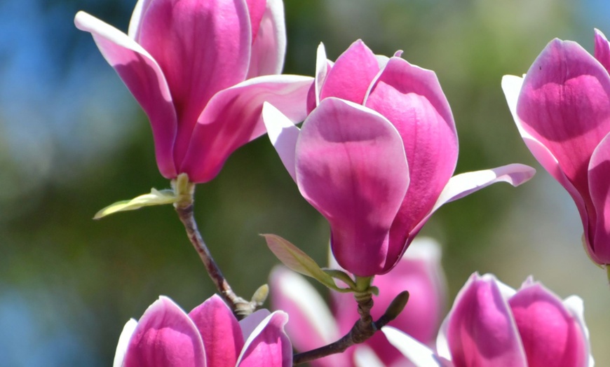 Image 9: 3er-Set Stern-Magnolien, Tulpen-Magnolie oder Magnolie „Susan